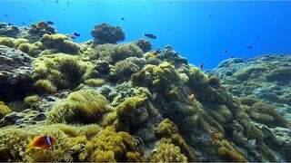 綠島潛點小丑島生態起死回生 4年監測見證生命力