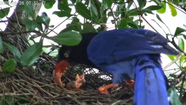 翡翠水庫藍鵲改地點築巢 育雛實境秀線上直播 | 華視新聞