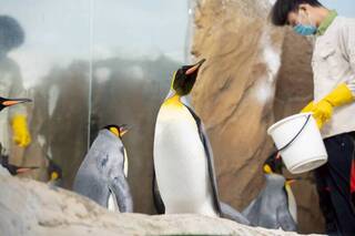 北市動物園年度檢修  6/18起休園10天別撲空