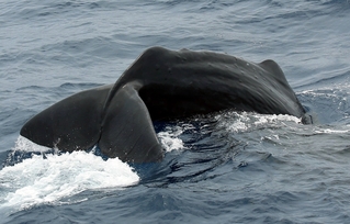 抹香鯨群現蹤花蓮  賞鯨業、學術聯手紀錄聲音