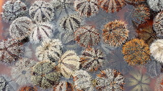 澎湖推動馬糞海膽養殖  陳光復：未來全年可供應