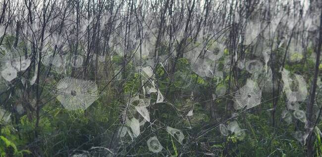 澎湖濃霧 意外浮現大批蜘蛛網 | 華視新聞