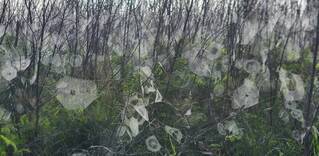 澎湖濃霧 意外浮現大批蜘蛛網