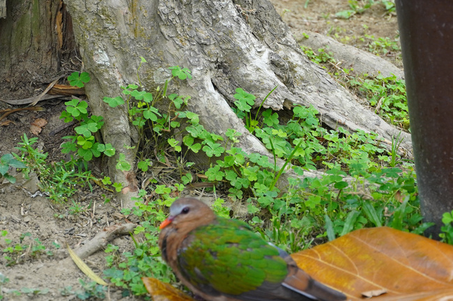 嬌客翠翼鳩現身台南水道博物館 不怕遊客超驚艷 | 華視新聞