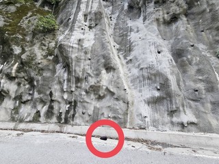 南橫霧鹿段發現路倒台灣黑熊幼熊 送解剖查死因