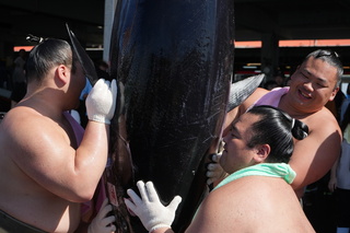 日本相撲力士遊東港魚市場 挑戰扛黑鮪、拖魚