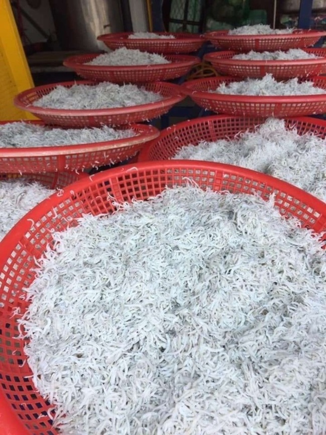 新北6/15起魩鱙禁漁期  違者最高罰15萬元 | 華視新聞