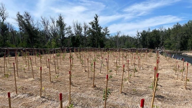 造林新模式 海檬果等耐鹽耐淹樹種復育劣化地 | 華視新聞