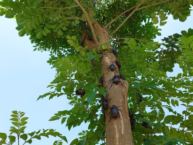 保護鐵甲武士  彰化湖埔社大成立獨角仙巡護隊 | 華視新聞