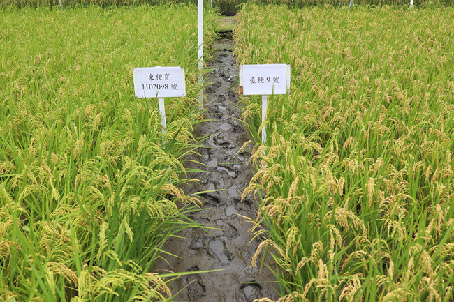 水稻新品種「臺東36號」通過命名  品質佳利栽培 | 華視新聞