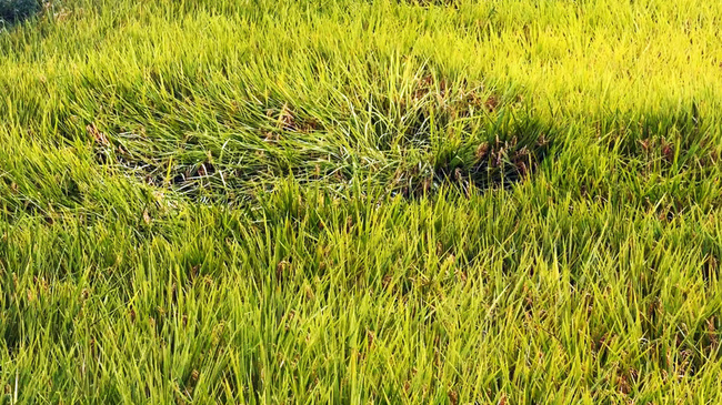持續性下雨稻穗出現倒伏 台東農改場籲雨後快收割 | 華視新聞