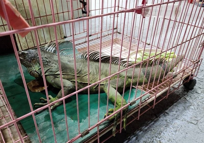 綠鬣蜥零星出沒南投 縣府盼儘早防堵擴散、完全移除 | 華視新聞