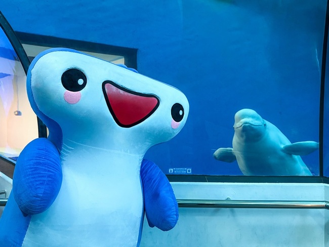 屏東海生館福爾摩「鯊」一夏 暑期首次展沙勞越頭鯊 | 華視新聞