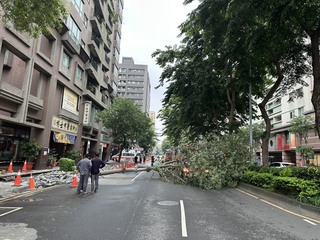 台中南屯區路樹倒塌壓到1路過車 車內2人幸無傷