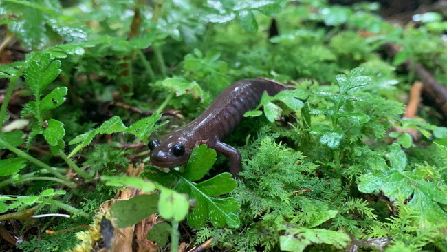 企業與林業署嘉義分署簽備忘錄  保育阿里山山椒魚 | 華視新聞