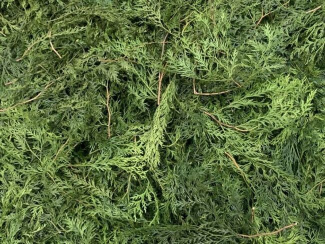 台灣肖楠廢枝葉萃取精油  林試所研究登國際期刊 | 華視新聞