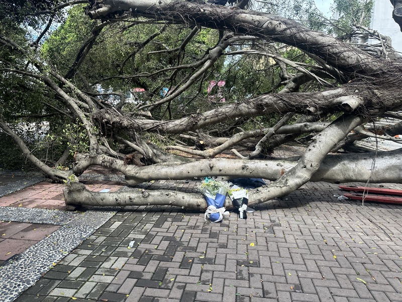 逢甲大學大樹倒塌壓死碩士生 現場致哀花束