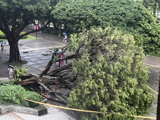 逢甲大學倒塌樹2月已列管 意外現場師生花束哀悼