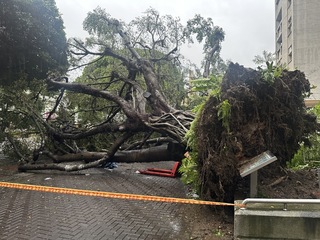 逢甲大學大樹傾倒壓死碩一生 死因顱腦損傷