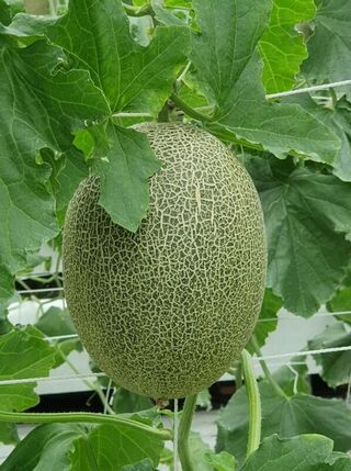 哈密瓜新品種卡蜜拉更受歡迎 宜蘭試種獲利多50%