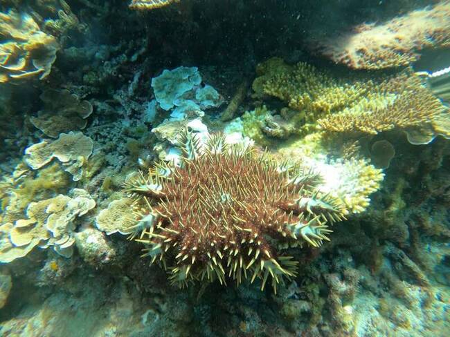 澎湖七美棘冠海星密度達警戒值 專案除棘護珊瑚礁 | 華視新聞