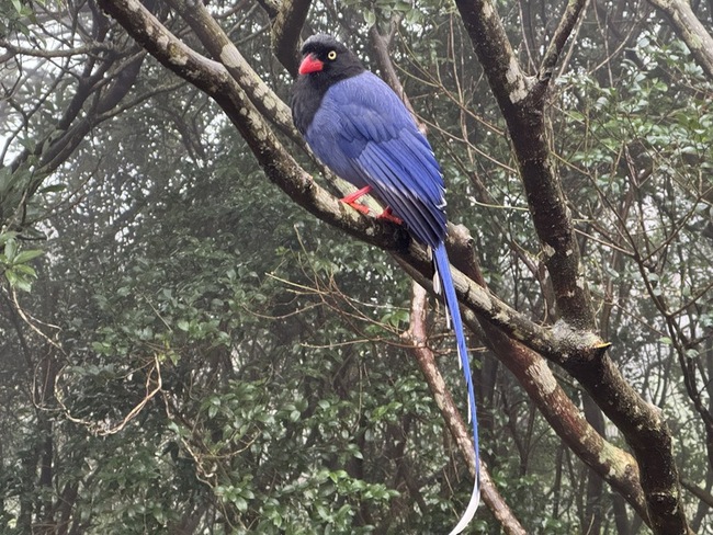 台灣藍鵲育雛期易襲行人 新北動保處籲繞道自保 | 華視新聞