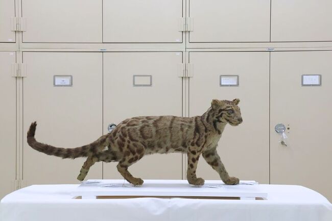 科博館獲贈台灣雲豹標本 3D建模搭AI重現穿梭林間 | 華視新聞