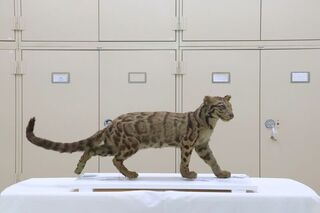 科博館獲贈台灣雲豹標本 3D建模搭AI重現穿梭林間