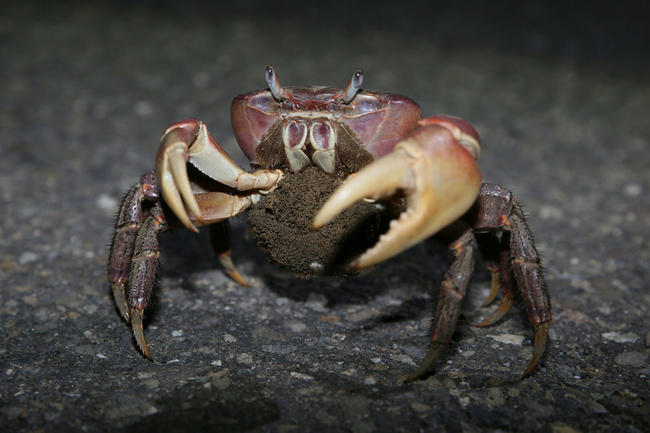 台江國家公園護抱卵母蟹安全入海 7月起3梯次交管 | 華視新聞