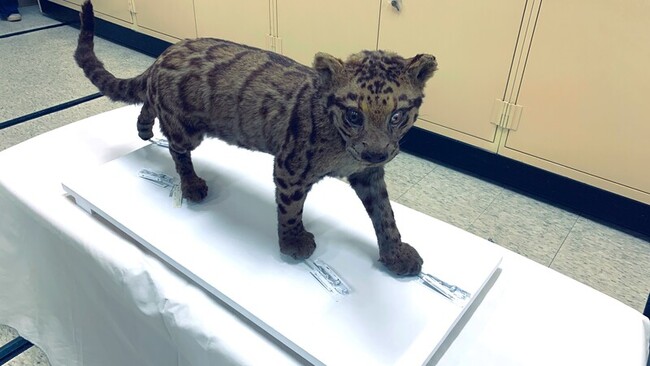 阿里山博物館雲豹標本 捐贈國立自然科學博物館 | 華視新聞