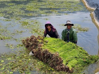 「質譜宅急便」到高雄美濃  友善耕作野蓮藥檢過關