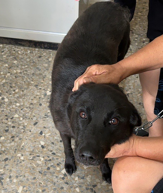 小貨車拖行黑狗被檢舉 彰化動防所要求飼主改善