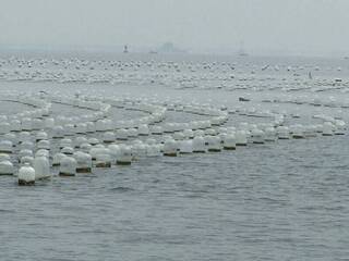 金廈海域違法蚵架 金縣府盼中央同意監管下陸方自拆