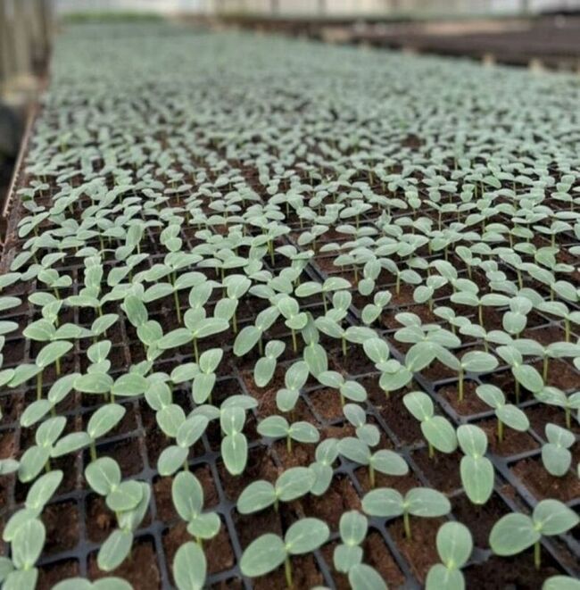 種苗場建立瓜類蔬菜育苗SOP 減少使用化學藥劑 | 華視新聞