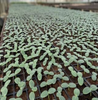 種苗場建立瓜類蔬菜育苗SOP 減少使用化學藥劑