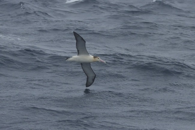 保育信天翁 海保署揭台大啟動台灣首項衛星追蹤研究 | 華視新聞