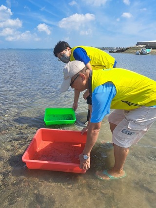 水試所澎湖放流2000隻稚鱟 盼增野外族群數量