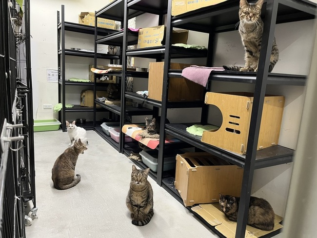 北市動物之家中繼園區改造貓舍  盼增互動促認養 | 華視新聞