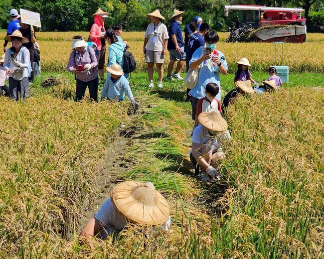 六堆園區割稻趣 200名民眾體驗客庄農作文化 | 華視新聞