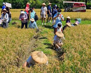 六堆園區割稻趣 200名民眾體驗客庄農作文化