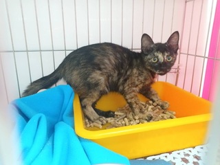 小貓受困掃街車  新北動保處花數小時成功救援