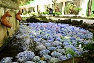 武陵農場繡球花盛開 「花手水」浪漫打卡亮點
