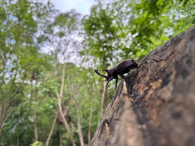高雄烏山頂泥火山獨角仙活躍季節 展現豐富生態 | 華視新聞