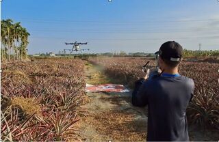 無人機鳳梨田噴藥試驗 效果不打折還省逾半人力