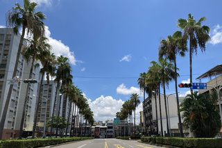 台南南區大林路景觀重塑  椰子行道樹將換樹種