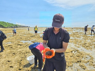 屏東縣府大規模移除海膽 守護小琉球珊瑚礁生態