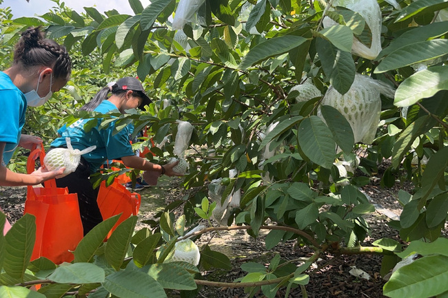 台南芭樂種植面積全台第2 市府推食農體驗助行銷 | 華視新聞