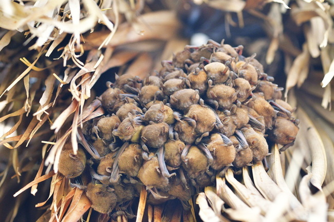 阿蝠夜未眠活動 揭開鰲鼓濕地蝙蝠神祕面紗 | 華視新聞