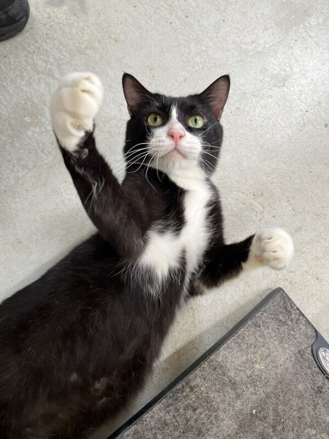 領養北市動物之家街貓  美籍夫婦分享寵物情緣 | 華視新聞