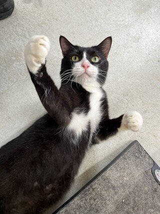 領養北市動物之家街貓  美籍夫婦分享寵物情緣